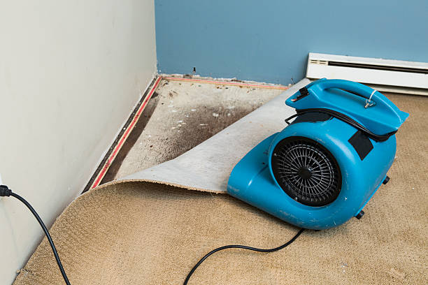Best Mold removal after water damage  in North Beach, MD